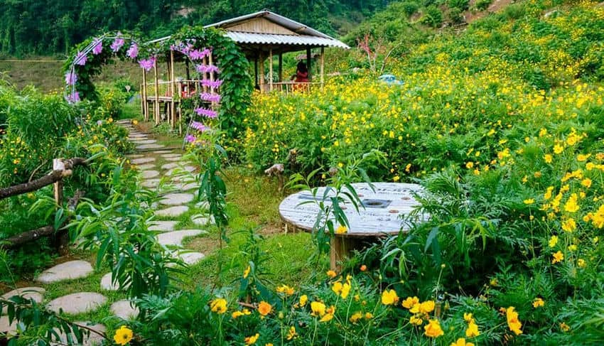 top-5-valles-de-flores-mas-hermosos-de-vietnam